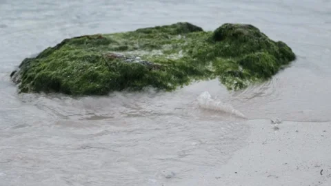 Green algae covered rock on sandy beach with small waves Stock Footage 164619384