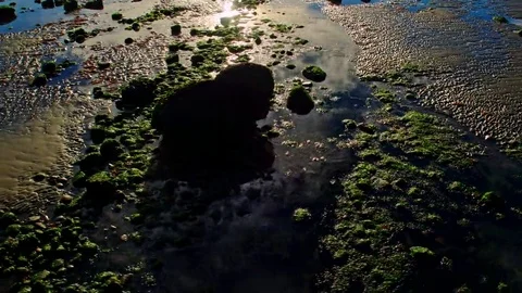 Green algae covered rocks in a tide pool on an ocean coast Stock Footage 69222205