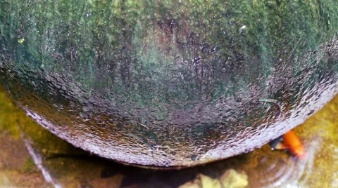 Green algae covered water jar fountain and swimming Koi fish Stock Footage 65332016