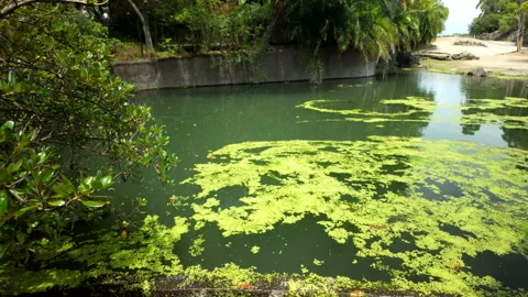 Green Algae Covering Calm Lagoon Near Forest Edge Stock Footage 327155994