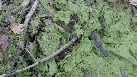 Green algae covering large portion of the side of a stream close Vídeos de archivo 144259530