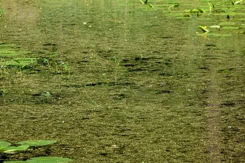 Green algae covers a tranquil pond surface with lily pads and emergent plants Stock Photos