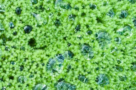 Green algae detail 스톡 사진