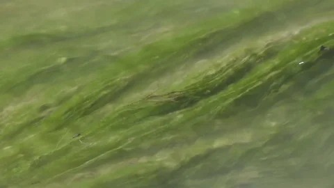 Green Algae detail in Stream Water in Spring Video stock 74219665