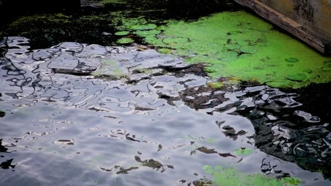 Green algae in dirty water after dumping waste into river in city, environmental Video stock 253277221