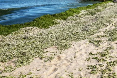 Green algae on an empty sandy beach Stock Photos