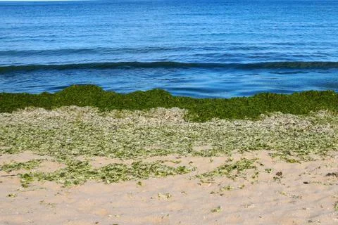 Green algae on an empty sandy beach Stock Photos