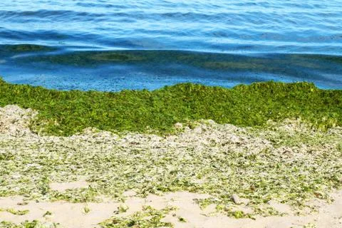 Green algae on an empty sandy beach Stock Photos