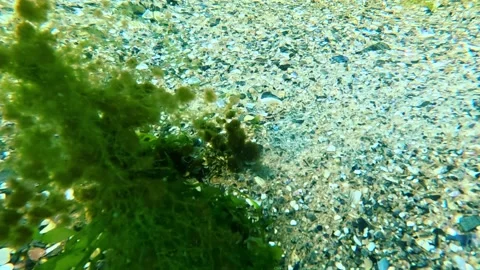 Green algae Enteromorpha or Ulva, overgrown with epiphytic algae in the wat.. Stock Footage 325813623