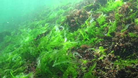 Green algae Enteromorpha or Ulva lactuca sway in the water current Stock Footage 330740653