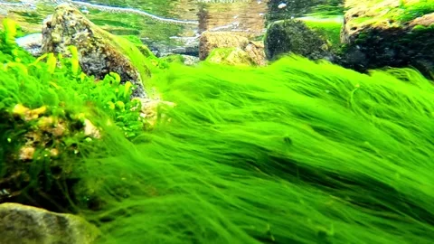Green algae Enteromorpha sp. sway underwater in clear transparent water on .. Stock Footage 326445375