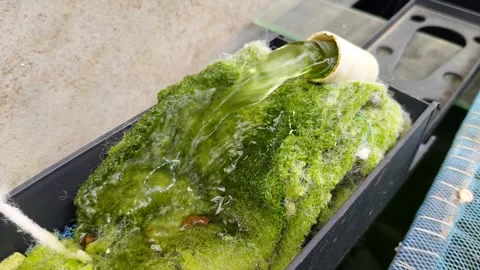 Green algae filtering water as part of an innovative water filtration system Stock Footage 302372758