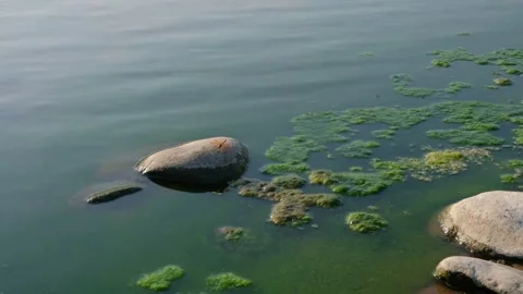 Green algae floating on calm water near river stones with a dragonfly Stock Footage 342955515