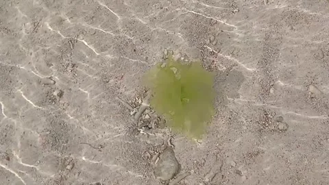 Green Algae Floating in Clear Shallow Seawater Stock Footage 347399792