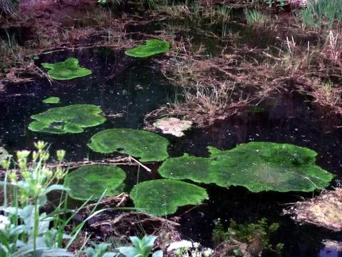 Green algae floating on dark water surface in forest pond Stock-Fotos