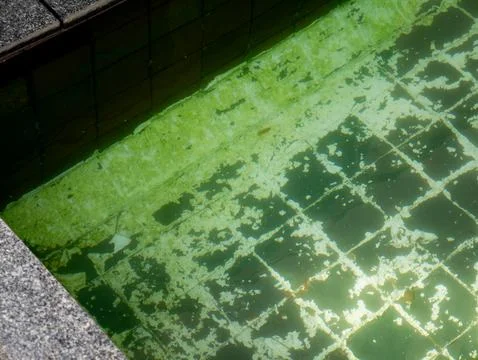 Green Algae Floating on Neglected Swimming Pool with Mosaic Tiles, Outdoor .. Foto stock