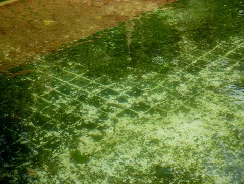 Green Algae Floating on Neglected Swimming Pool with Mosaic Tiles, Outdoor .. Foto stock