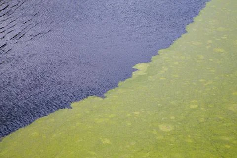 Green algae floating on rippled water surface of the pond with pronounced Stock Photos