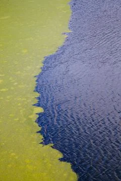 Green algae floating on rippled water surface of the pond with pronounced edge Stock Photos