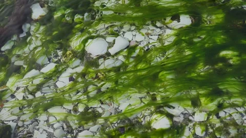 Green algae floating on a stream of clear water with a streambed covered in Stock Footage 312739685