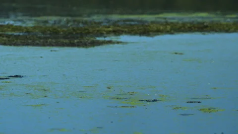 Green algae floating on the top of a blue lake Stock Footage 131239214