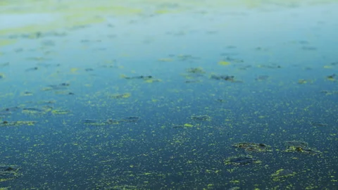 Green algae floating on the top of a blue lake Stock Footage 131533344