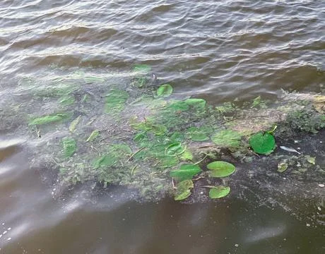 Green Algae Floating In Water Foto stock
