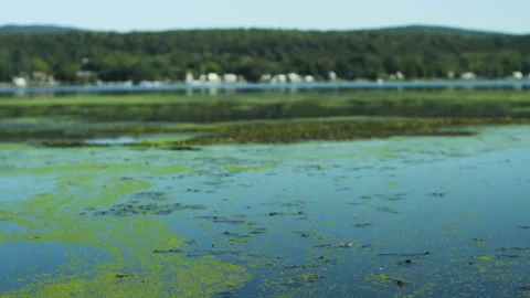 Green algae floats on the surface of a lake Stock Footage 131099759