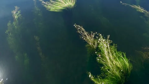 Green algae flowing gently in the current of the Minho River Stock Footage 339775567