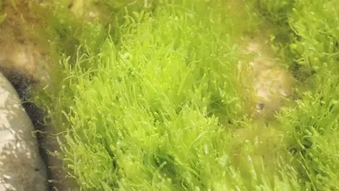 Green Algae Stock Footage 107423129