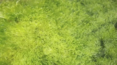 Green Algae Video stock 107423589
