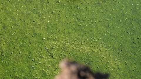 Green algae  库存影片 123958433