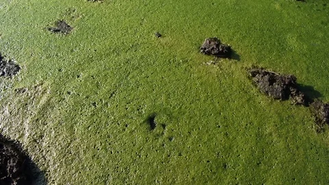 Green algae Stock Footage 124075904