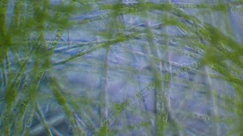 Green algae Stock Footage 321348636