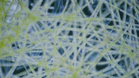 Green algae Stock Footage 321380992