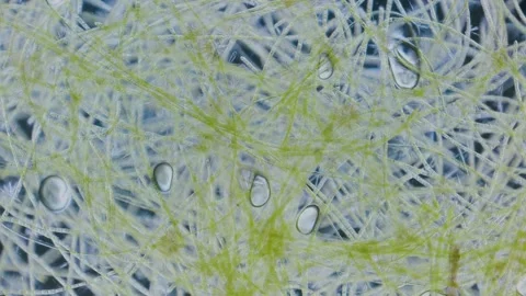 Green algae Stock Footage 321401398