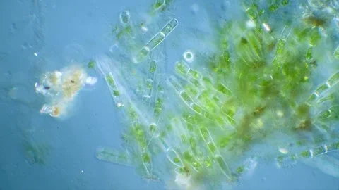 Green algae Video stock 322896195