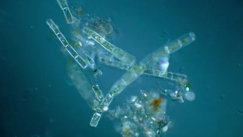 Green algae Stock Footage 322896240