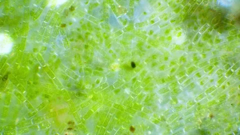 Green algae Stock Footage 322896528