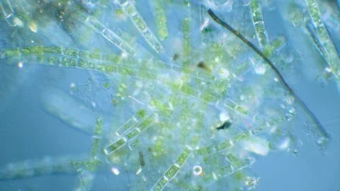 Green algae Stock Footage 323070873