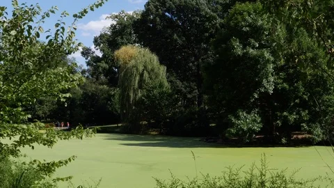 Green Algae formed on lake within Central Park with people walking in distance Stock Footage 115012438