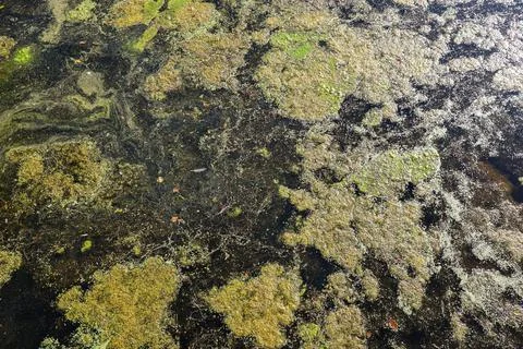 Green algae forming thick layer on swamp water surface Stock Photos