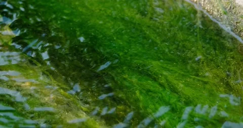 Green algae in fresh water Stock Footage 137650059