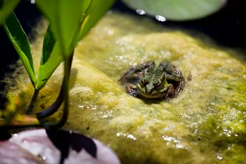 Green algae with frog 写真素材