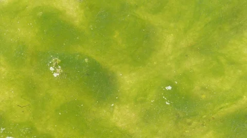 Green algae in a green water. Germany, Europe Stock Footage 128493379