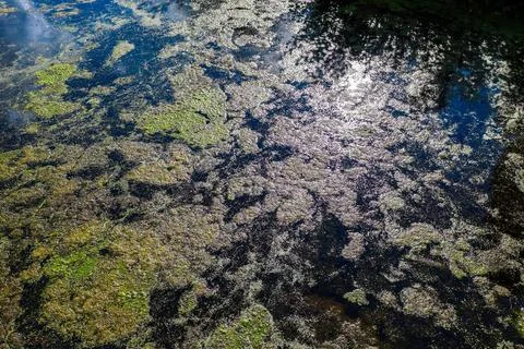 Green algae growing on dark water surface texture Stock Photos