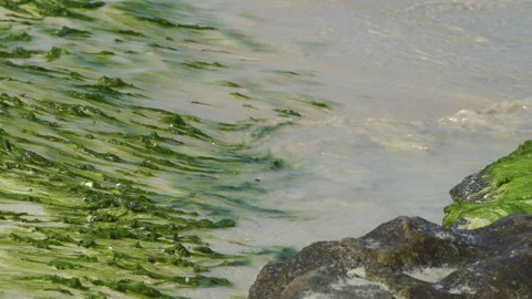 Green algae growing on rocks at beach in Kish island, Iran Stock Footage 154868884