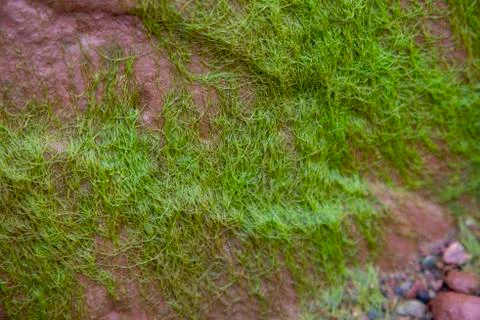 Green algae growing on stone Stock Photos
