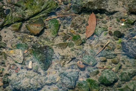 Green algae growing on submerged rocks in a clear Stock Photos