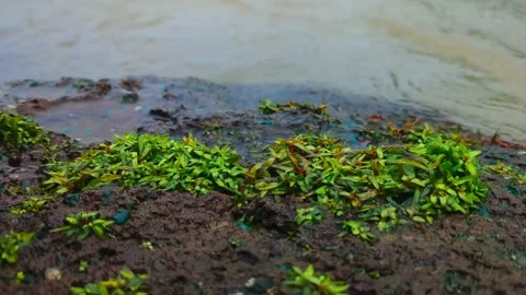 Green Algae Growing at Water Edge with Flowing Freshwater Stock Footage 327722076